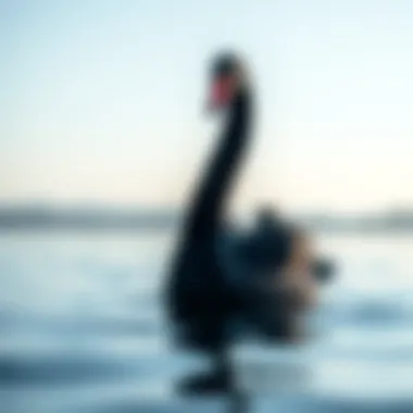 A striking black swan gliding on a serene lake, symbolizing rarity and unpredictability.